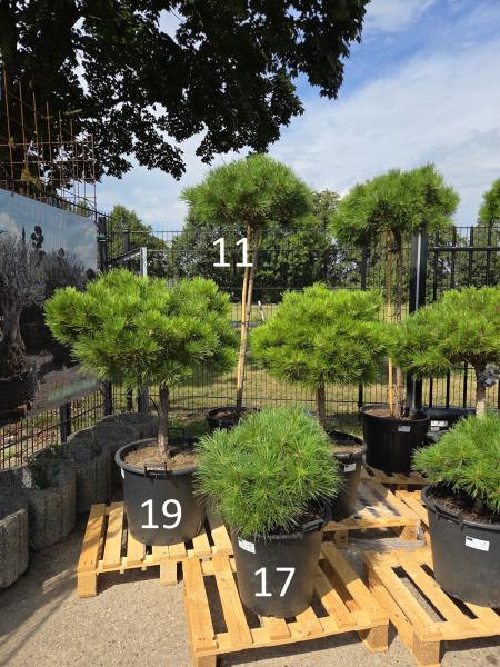 Pinus-nigra-Pierrick-Bregeon---Nr-11